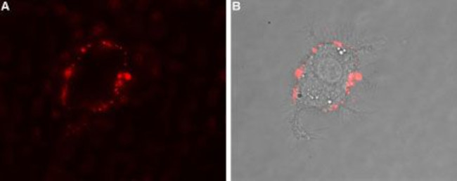 Adenosine A2B Receptor (extracellular) Antibody in Immunocytochemistry (ICC/IF)