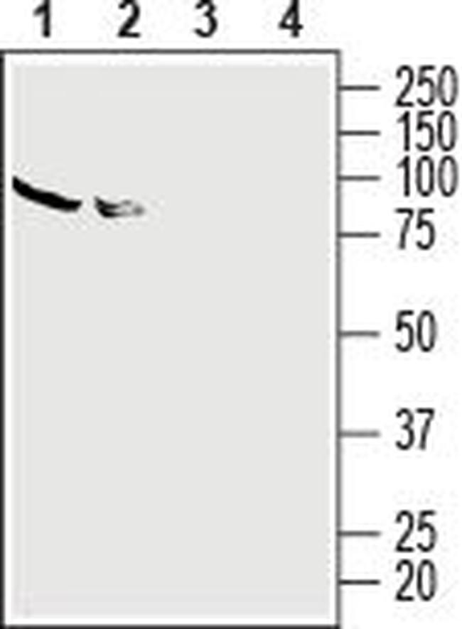 Adenosine A2A Receptor (extracellular) Antibody in Western Blot (WB)