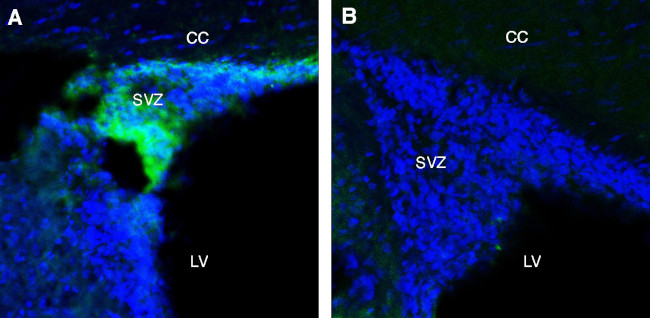 Adenosine A1 Receptor (extracellular) Antibody in Immunohistochemistry (Frozen) (IHC (F))