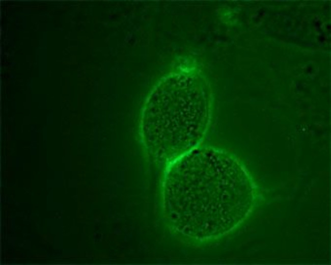 Angiotensin II Receptor Type-2 (extracellular) Antibody in Immunocytochemistry (ICC/IF)