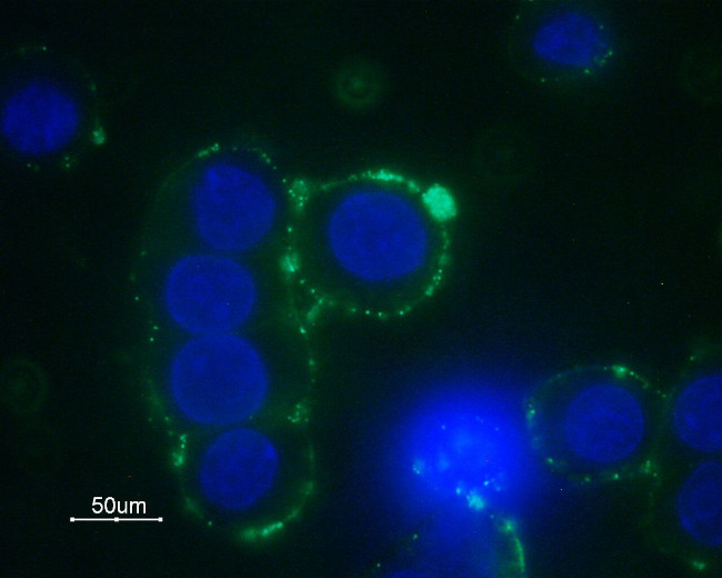 alpha 1B-Adrenergic Receptor (extracellular) Antibody in Immunocytochemistry (ICC/IF)