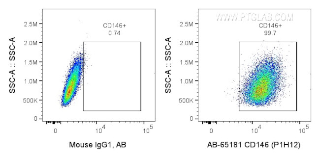 CD146 Antibody in Flow Cytometry (Flow)
