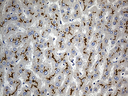 ABCC2 Antibody in Immunohistochemistry (Paraffin) (IHC (P))