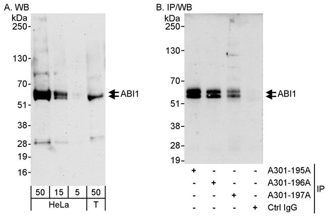 ABI1 Antibody in Western Blot (WB)