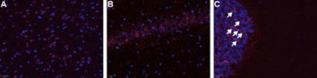 B1 Bradykinin Receptor (BDKRB1) Antibody in Immunohistochemistry (Frozen) (IHC (F))