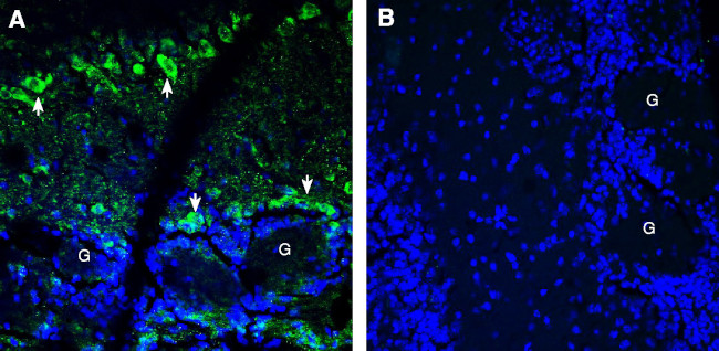 BMPR1A (extracellular) Antibody in Immunohistochemistry (Frozen) (IHC (F))