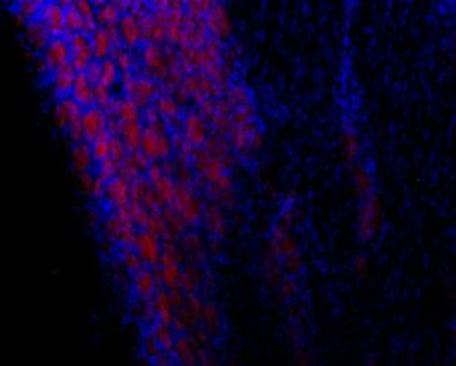 TRPC3 Antibody in Immunohistochemistry (Frozen) (IHC (F))
