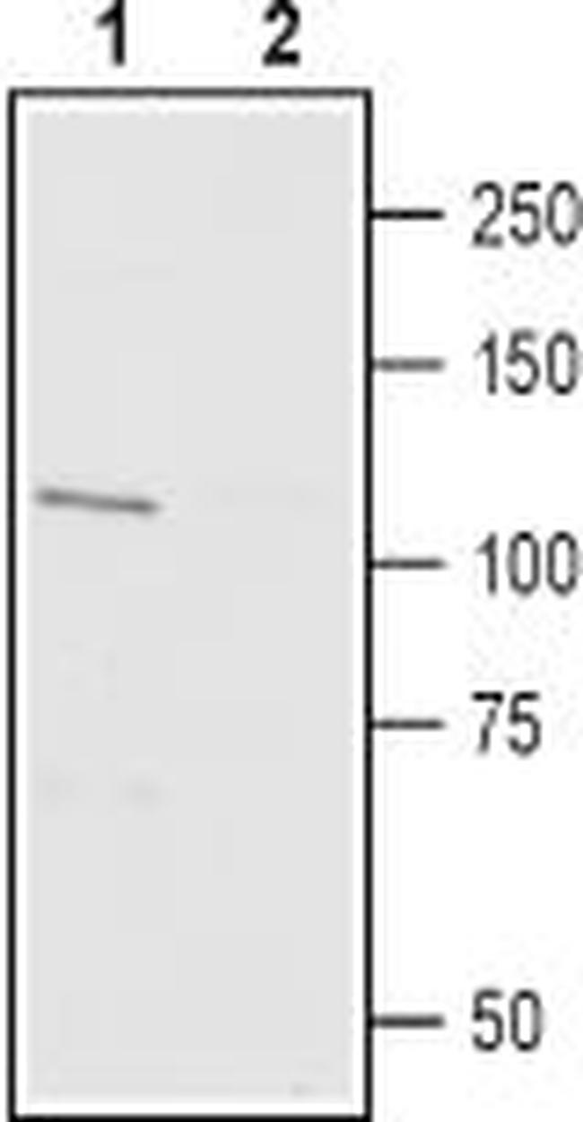 TRPV3 (extracellular) Antibody in Western Blot (WB)