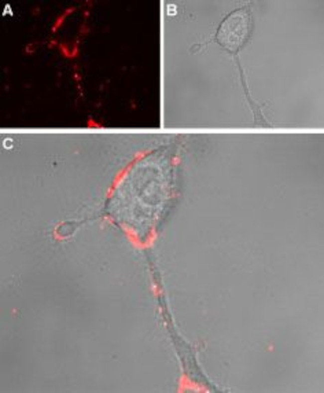 TRPA1 (extracellular) Antibody in Immunocytochemistry (ICC/IF)