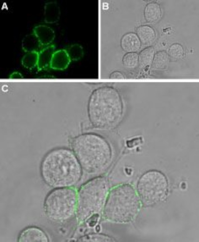 TRPV2 (VRL1) (extracellular) Antibody in Immunocytochemistry (ICC/IF)