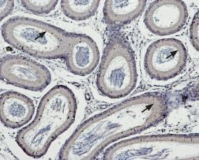 TRPM5 Antibody in Immunohistochemistry (Paraffin) (IHC (P))