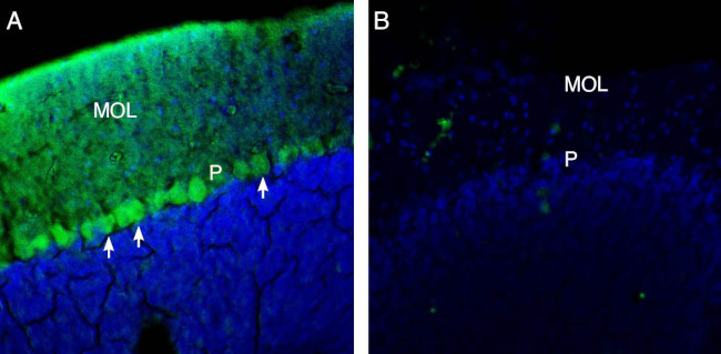 TRPM3 (extracellular) Antibody in Immunohistochemistry (Frozen) (IHC (F))
