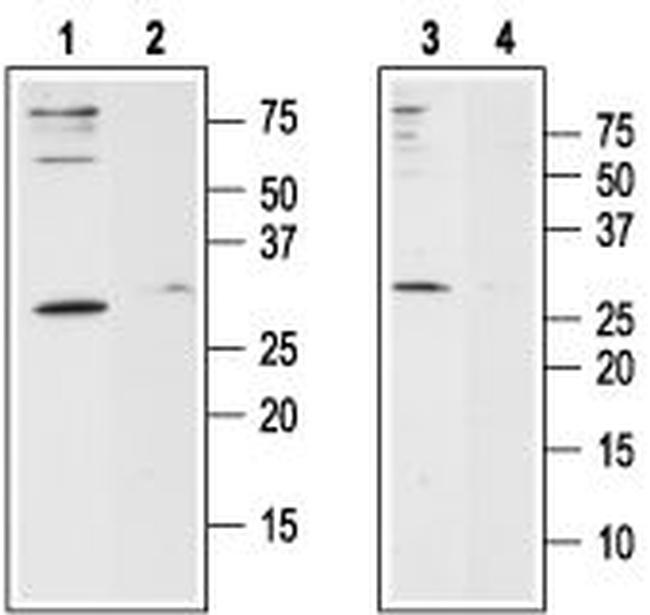 Orai1 (extracellular) Antibody in Western Blot (WB)