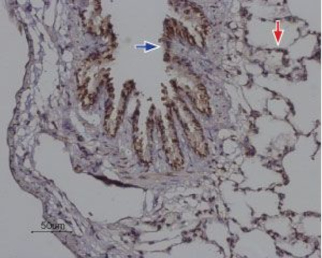 Orai2 Antibody in Immunohistochemistry (Paraffin) (IHC (P))