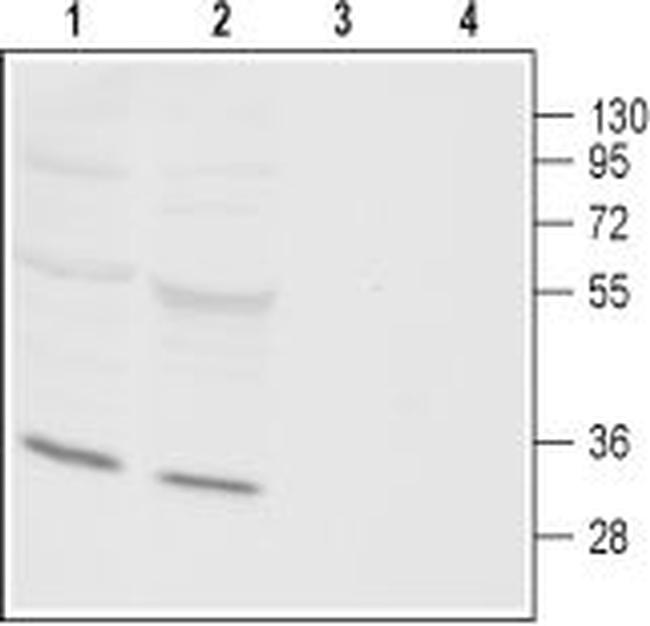 Orai3 Antibody in Western Blot (WB)