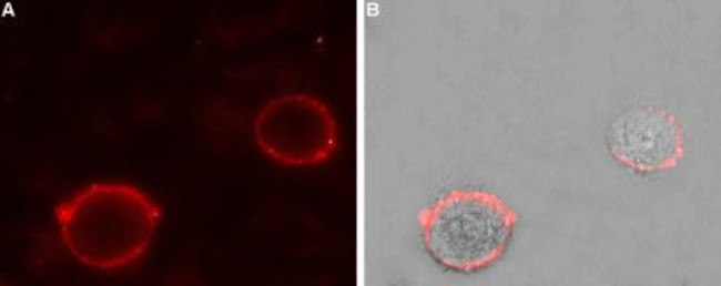 TPCN2 Antibody in Immunocytochemistry (ICC/IF)