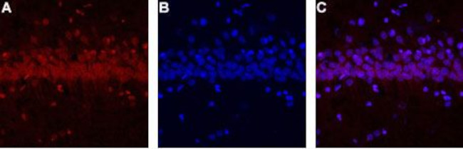 CALHM1 Antibody in Immunohistochemistry (Frozen) (IHC (F))