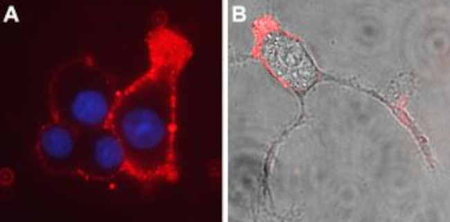 CACNA2D3 (CaV alpha 2 delta 3) (extracellular) Antibody in Immunocytochemistry (ICC/IF)