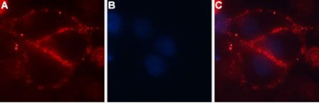 CACNA2D4 (CaV alpha 2 delta 4) (extracellular) Antibody in Immunocytochemistry (ICC/IF)