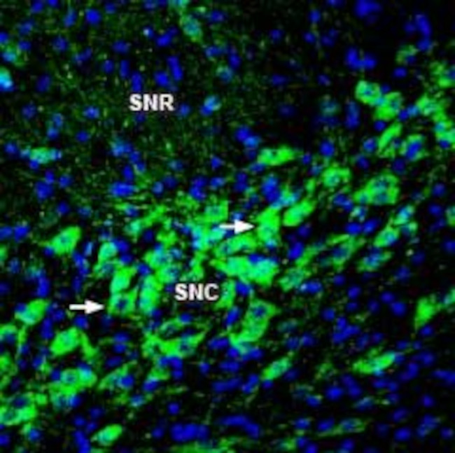 TRPM2 (extracellular) Antibody in Immunohistochemistry (Frozen) (IHC (F))