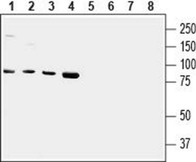 TRPV2 (VRL1) (extracellular) Antibody in Western Blot (WB)