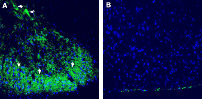 CALHM2 (extracellular) Antibody in Immunohistochemistry (Frozen) (IHC (F))
