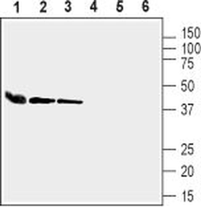 Connexin-37 Antibody in Western Blot (WB)