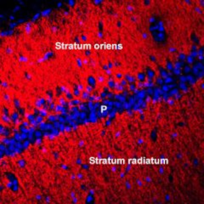 Connexin-45 (GJC1) Antibody in Immunohistochemistry (Frozen) (IHC (F))