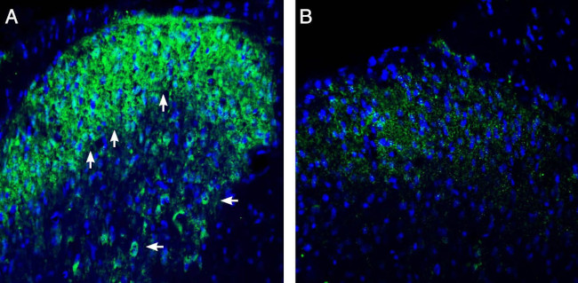 Connexin-47 (GJC2) Antibody in Immunohistochemistry (Frozen) (IHC (F))