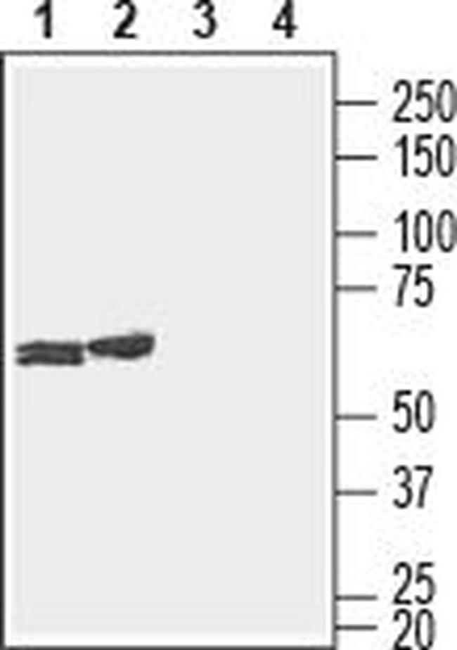 Connexin-29 (extracellular) Antibody in Western Blot (WB)