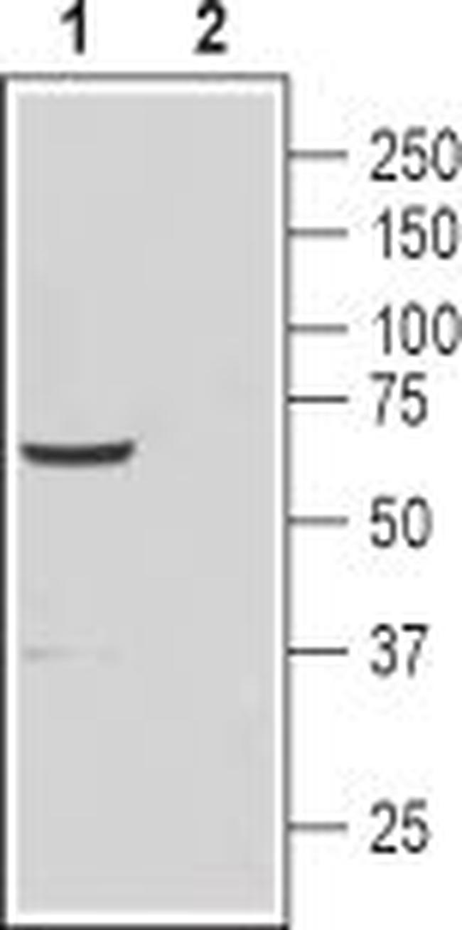CatSper4 (extracellular) Antibody in Western Blot (WB)