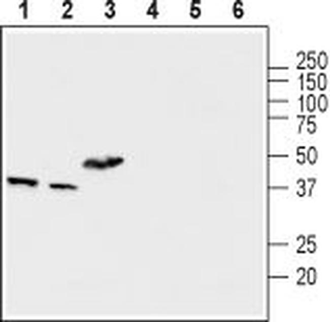 MCUR1 (CCDC90A) Antibody in Western Blot (WB)