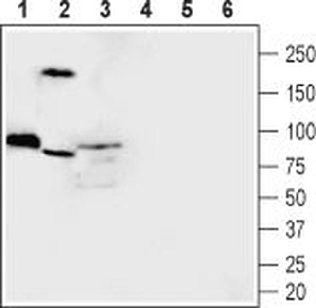 MICU1 Antibody in Western Blot (WB)