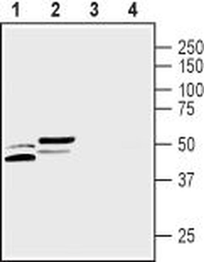 CALHM3 Antibody in Western Blot (WB)