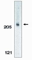 Acinus Antibody in Western Blot (WB)