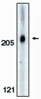 Acinus Antibody in Western Blot (WB)