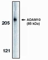 Acinus Antibody in Western Blot (WB)