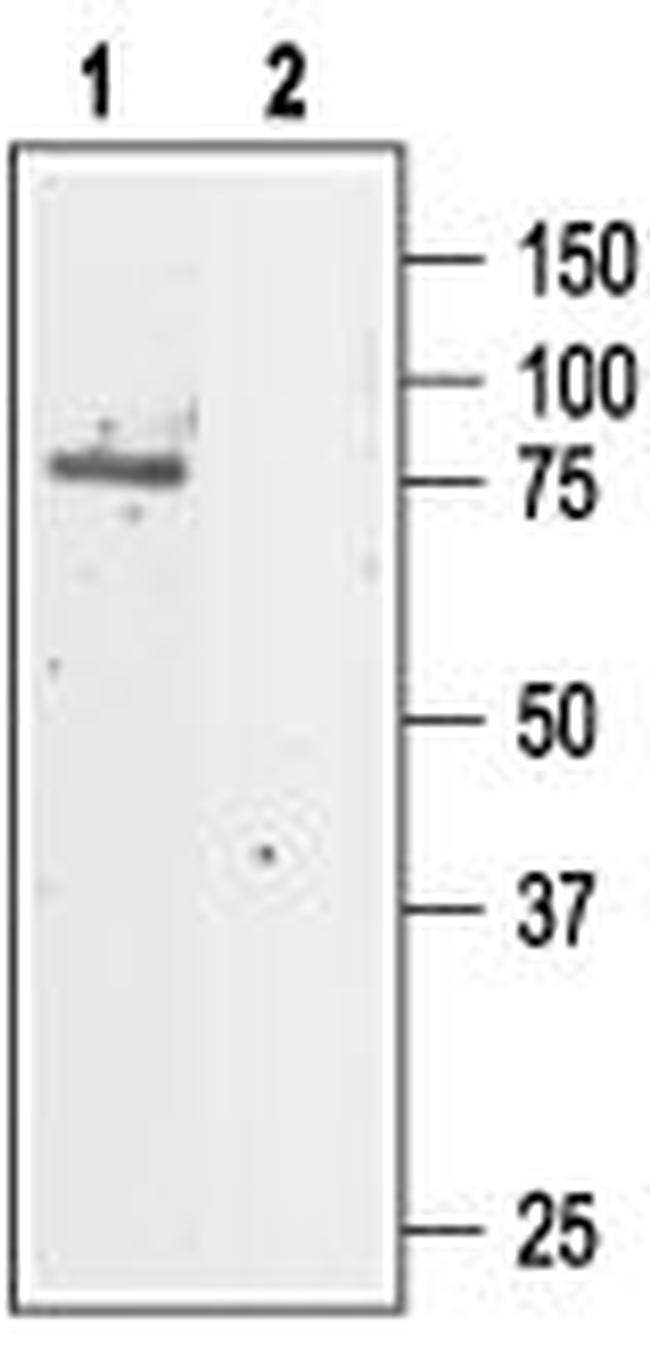 CLC-5 Antibody in Western Blot (WB)