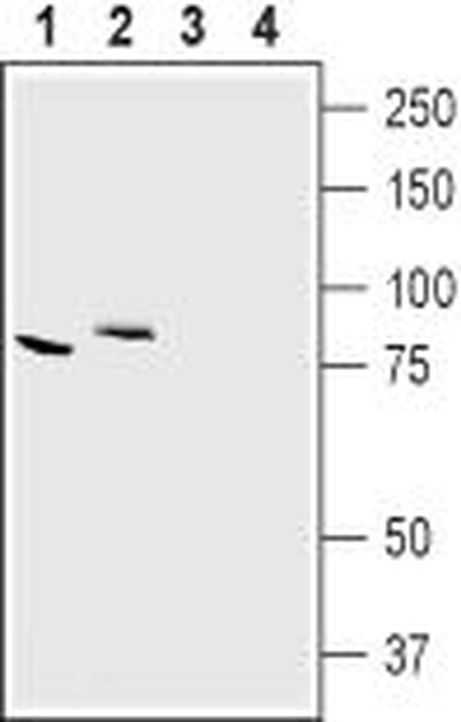 CLC-7 (CLCN7) Antibody in Western Blot (WB)