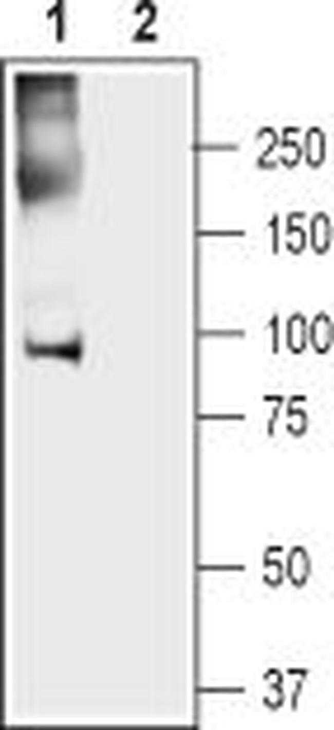 Anoctamin-5 Antibody in Western Blot (WB)