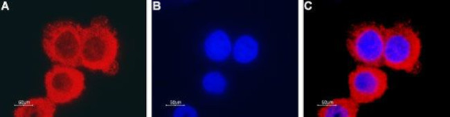 CLIC1 Antibody in Immunocytochemistry (ICC/IF)