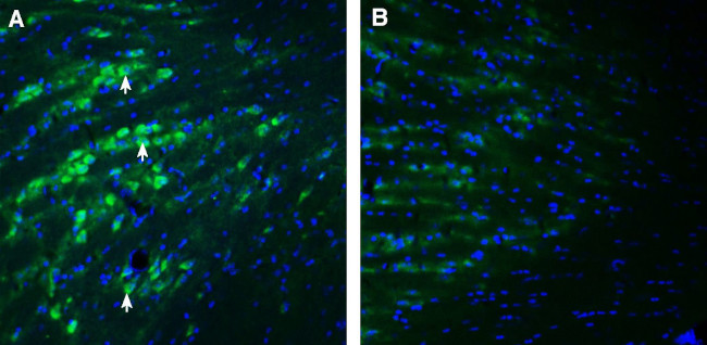 PACC1/TMEM206 (extracellular) Antibody in Immunohistochemistry (Frozen) (IHC (F))