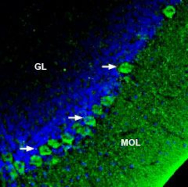 SERCA3 Antibody in Immunohistochemistry (Frozen) (IHC (F))