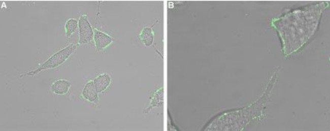 CXCR5 (extracellular) Antibody in Immunocytochemistry (ICC/IF)
