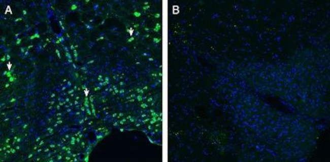 CRLR/CALCRL (extracellular) Antibody in Immunohistochemistry (Frozen) (IHC (F))