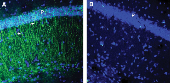 CCR2 (extracellular) Antibody in Immunohistochemistry (Frozen) (IHC (F))