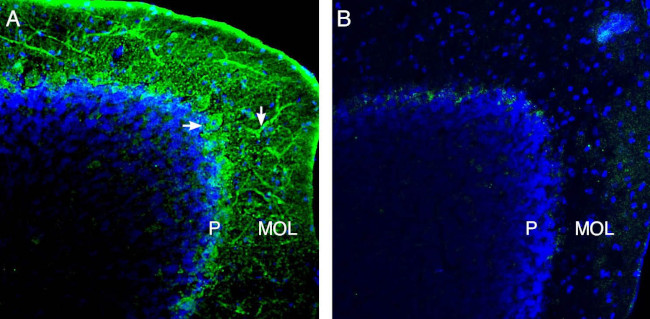 NCS1 Antibody in Immunohistochemistry (Frozen) (IHC (F))