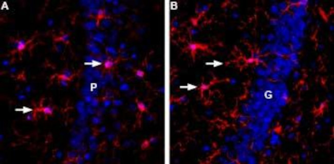 IBA1/AIF1 Antibody in Immunohistochemistry (Frozen) (IHC (F))