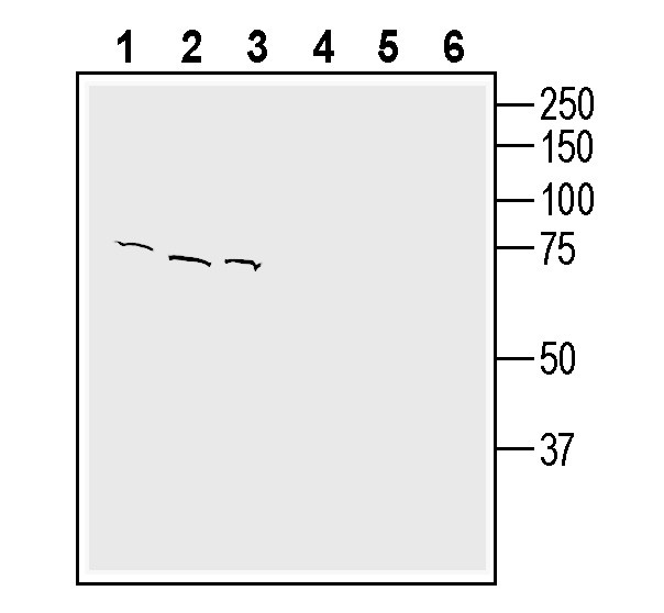 CTL1 (SLC44A1) (extracellular) Antibody in Western Blot (WB)