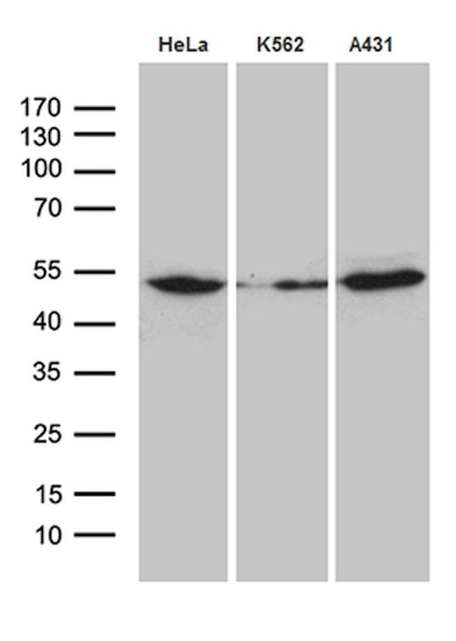 ACTR3 Antibody in Western Blot (WB)